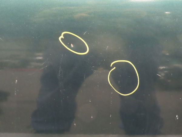 Porte avant gauche Mini MINI (R50, R53) Cooper (2001-2006) 3 portes